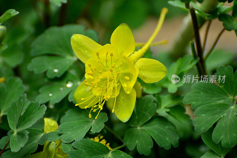 水仙花/耧斗菜花